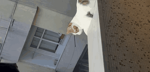 a cat is hanging upside down from a window sill