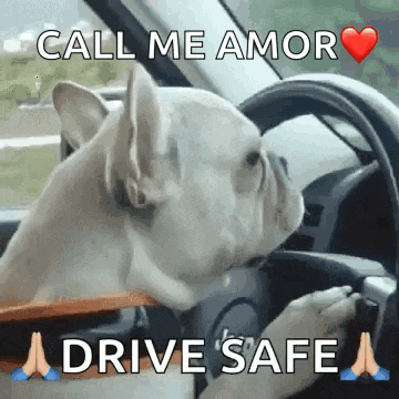 a dog is licking the steering wheel of a car while a person drives it .