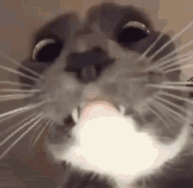 Nickigagas Cat GIF