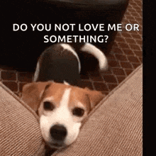 a brown and white dog is laying on a couch with the words `` do you not love me or something ? ''