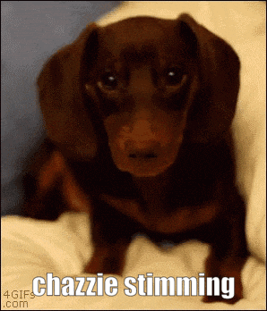 a picture of a dachshund with the words chazzie stunning on the bottom