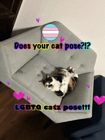 a cat laying on a couch with the words does your cat pose