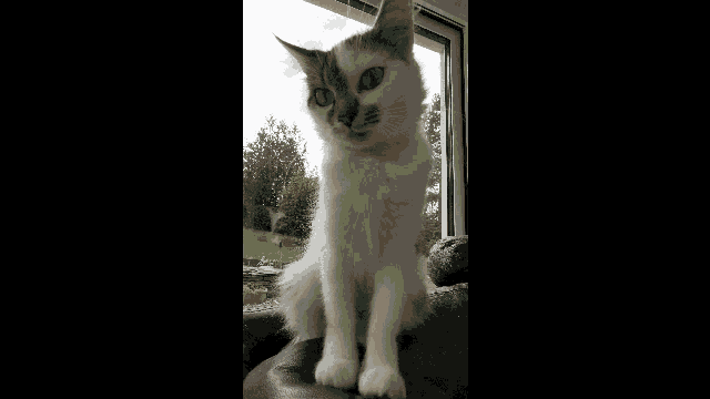 a cat is sitting on a couch looking out of a window