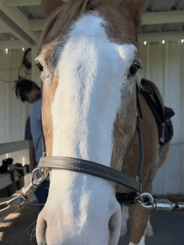 a brown and white horse wearing a black bridle looks at the camera