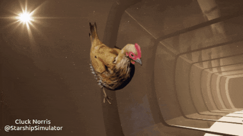 a picture of a chicken with the words cluck norris @starshipsimulator under it
