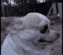 a small white chihuahua dog is looking at the camera .