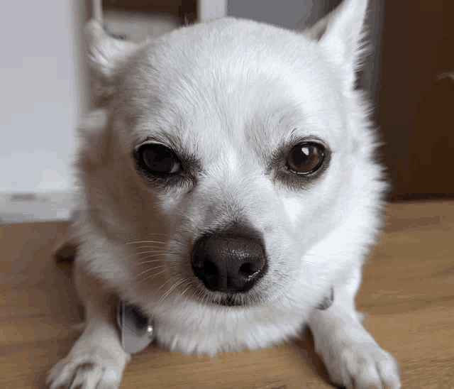 a close up of a white dog laying on a wooden table