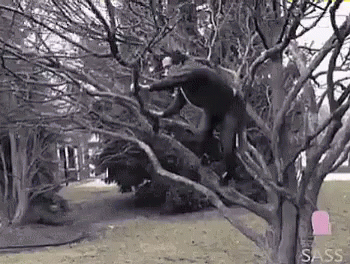 Man Tree GIF - Man Tree Jump GIFs