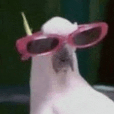 a white cockatoo wearing pink sunglasses and a straw in its beak .