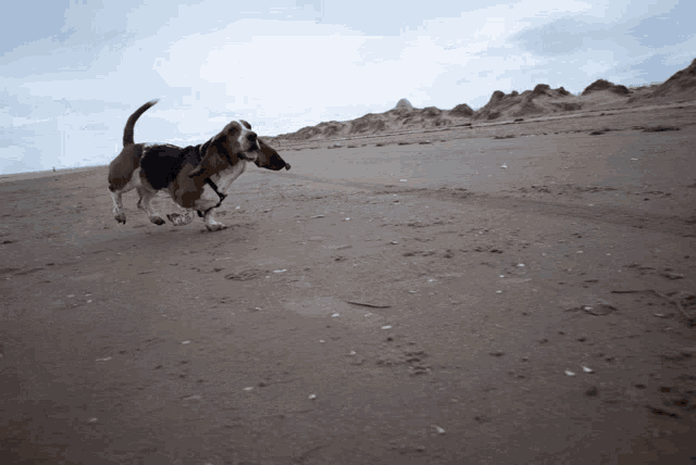 a basset hound on a leash running on the beach