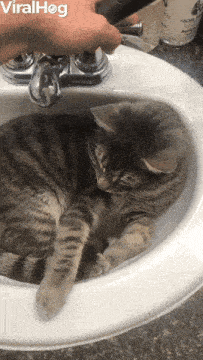 a cat is laying in a sink with the words viralhog written on the top