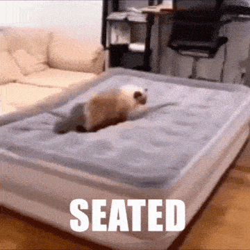 Seated Seated Cat GIF - Seated Seated Cat Cat Comfy GIFs
