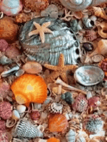 a pile of seashells with a starfish on top