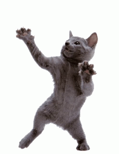 Dance Cat GIF - Dance Cat - Discover & Share GIFs