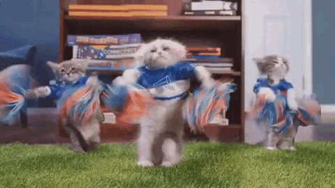 three kittens dressed up as cheerleaders are dancing on the floor