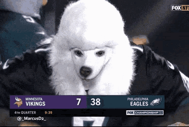 a white poodle is sitting in front of a scoreboard that says philadelphia eagles