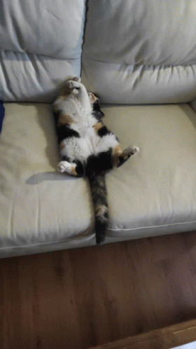 Lazy Cat GIF - Lazy Cat Sleep GIFs
