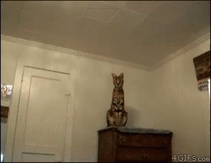 Cat Funny GIF - Cat Funny Jump GIFs