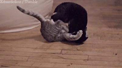 Cat Fight Kick GIF - Cat Fight Kick Slow Motion GIFs