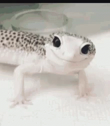 Good Gecko GIF - Good Gecko Wink GIFs