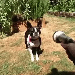Funny Animals Dogs GIF - Funny Animals Dogs Water Hose GIFs