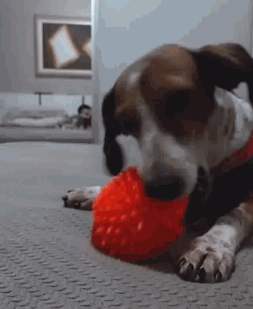 a brown and white dog chewing on a red ball