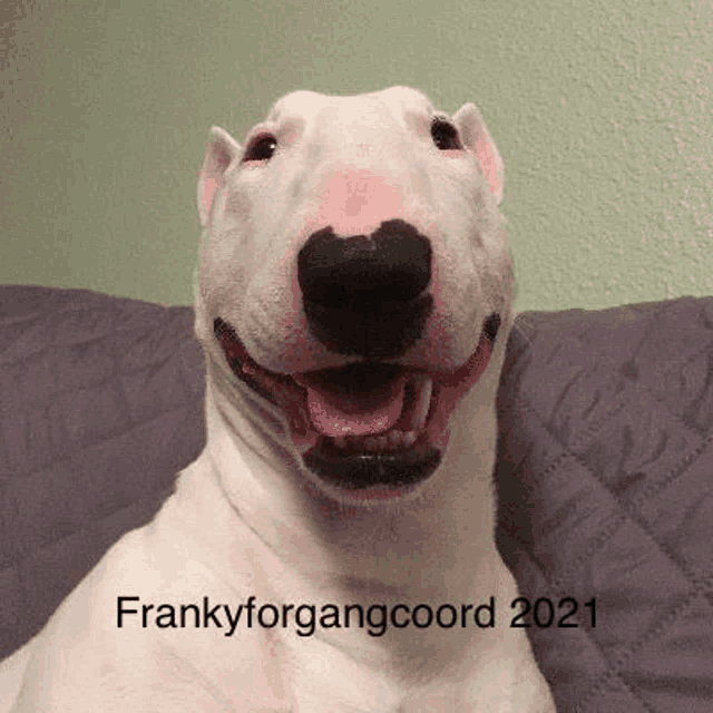 a bull terrier is sitting on a couch with its tongue out and smiling .