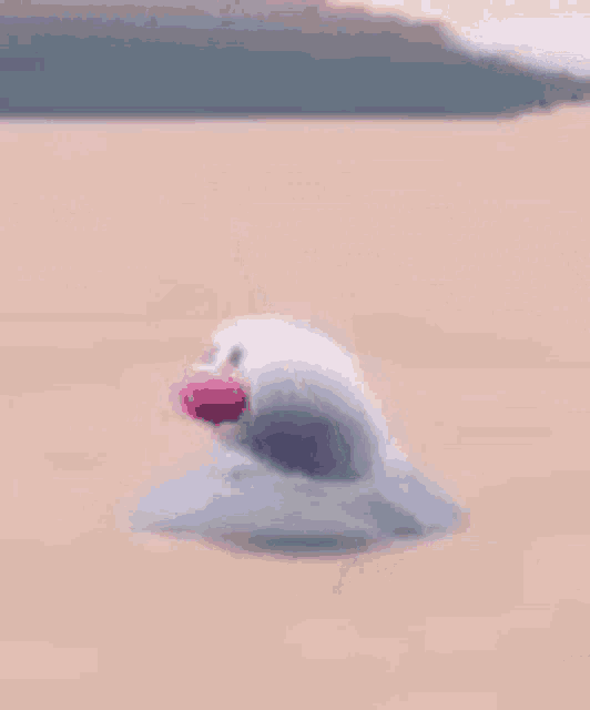 a white bird with a pink beak is standing on a beach .