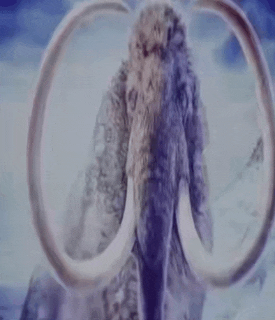 a close up of a mammoth with large tusks in the snow
