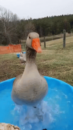 Duck Excited GIF - Duck Excited Cute GIFs