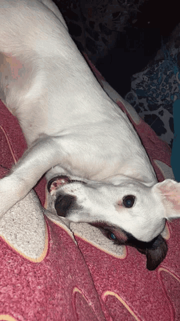 a white dog is laying on its back on a bed