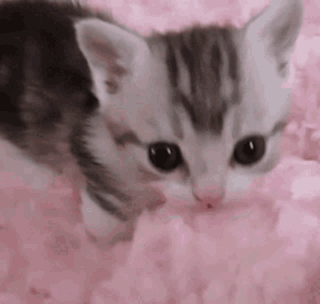 a kitten is laying on a pink blanket and looking at the camera .