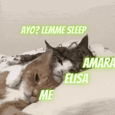 Cats Sleeping Cat GIF - Cats Sleeping Cat GIFs