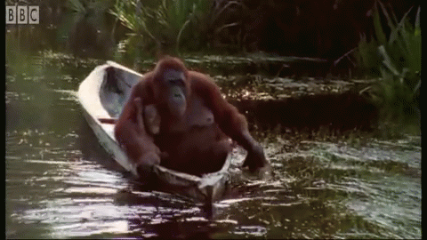 It'S Monday, Off To Work She Goes! GIF - Orangutan Boat Paddle GIFs