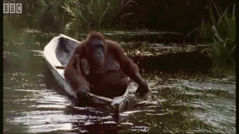 a monkey is in a boat with bbc written on the screen
