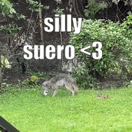 a silly suero < 3 sign with a wolf in the background