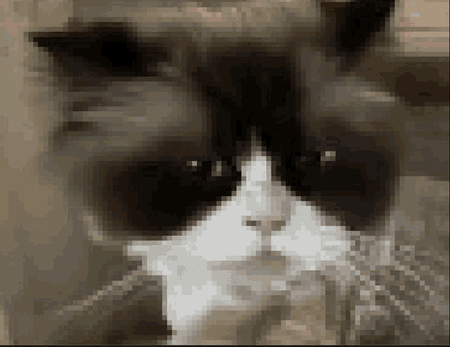 a close up of a black and white cat 's face in a pixelated image