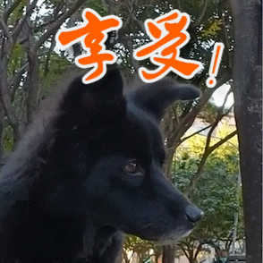 a close up of a black dog with chinese writing above it