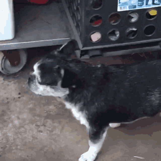 a black and white dog standing in front of a crate with bottles in it