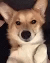 Wink Corgi GIF - Wink Corgi Dog GIFs