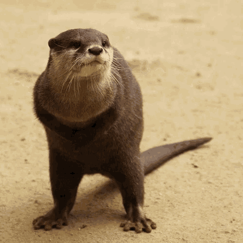 Otter Animal GIF - Otter Animal GIFs