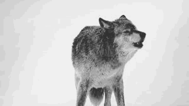 a black and white photo of a wolf with its mouth open standing in the snow .