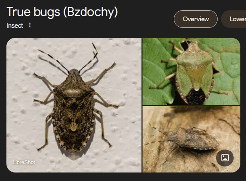 Bzdocha Bug GIF - Bzdocha Bug Green Bug GIFs