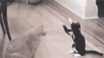 a black and white cat is playing with its reflection in a mirror on the floor .