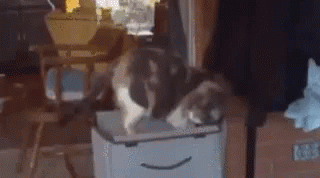 Funny Animals GIF - Funny Animals Cat GIFs