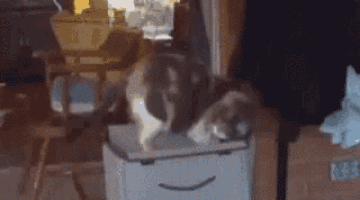 a cat is sitting on top of a cardboard box with an amazon logo on it .