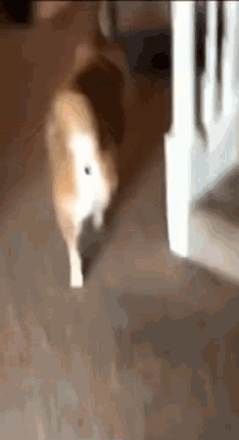 a brown and white dog is walking down a hallway