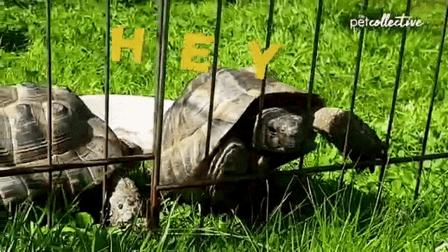 a couple of turtles in a cage with the words hey written on it