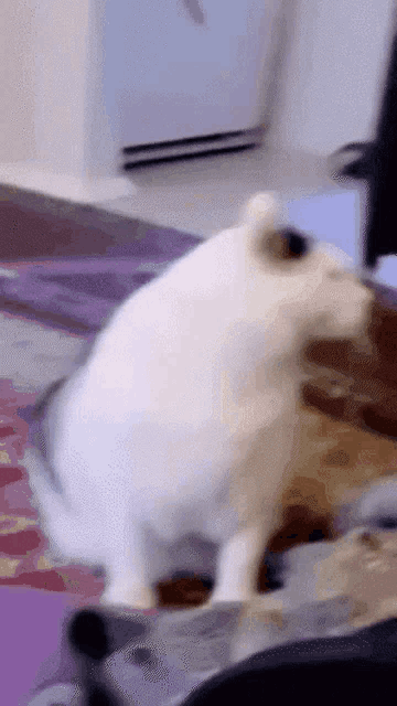 a white dog is standing on a bed and looking at something .