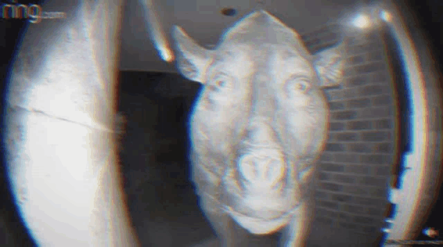 a close up of a cow 's head on a ring doorbell .